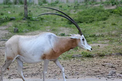 Антилопа гарна (Antilope cervicapra) — Зоопарк «Лимпопо» г. Нижний Новгород  – Нижегородский зоопарк