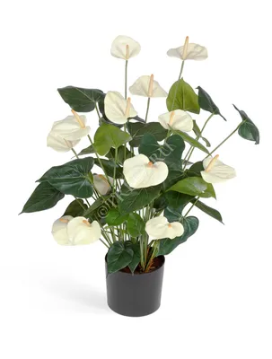 Антуриум Андрианум Лили (Anthurium Andreanum Lilli)