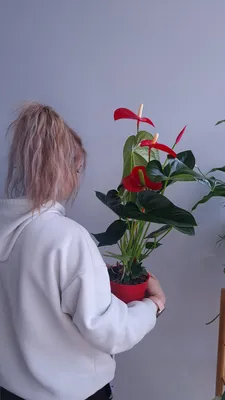 Антуриум красный в горшке (Anthurium) купить в Киеве: цена, заказ, доставка  | Магазин «Камелия»