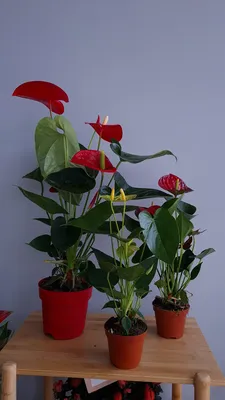 Антуриум андрианум розовый в горшке (Anthurium Andreanum Champion) купить с  доставкой в СПб