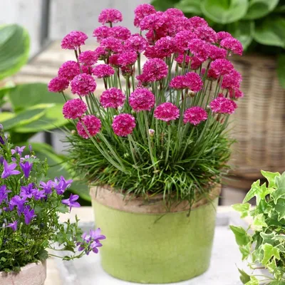 Армерия (Armeria)