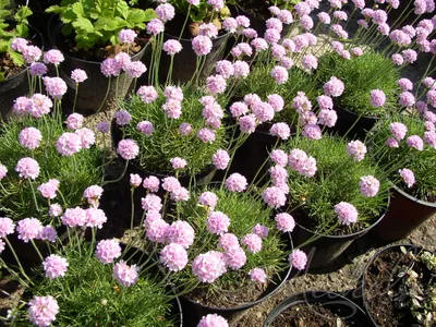 Армерия приморская (Armeria maritima `Splendens`) - Армерия приморская -  Армерия - Многолетники - Каталог - LESKOVO-PITOMNIK.ru