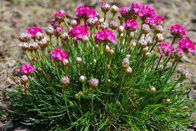 Армерия приморская Рубра (Armeria maritima Rubra) Р9 — Питомник Летний сад