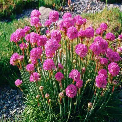 Армерия приморская Abbey Deep Rose - Армерия - GardenPlants