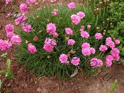 Армерия приморская (Armeria maritima) - «Неприхотливый цветущий  почвопокровник, радующий цветением с ранней весны!» | отзывы