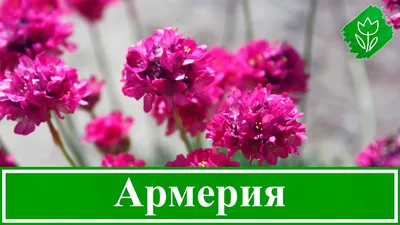 Армерия Гавриш Армерия - купить по выгодным ценам в интернет-магазине OZON  (806261504)