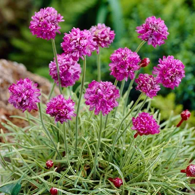 Армерия приморская (Armeria maritima) - «Армерия - один из самых ранних и  долгоцветущих многолетников» | отзывы