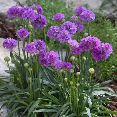 Armeria juniperifolia 'Lelekovice', Армерия дернистая  'Лелековице'|landshaft.info