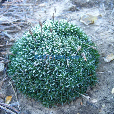 Армерия дернистая (Armeria caespitosa) - Армерия дернистая - Армерия -  Многолетние цветы - Библиотека - LESKOVO-PITOMNIK.ru