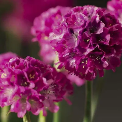 Armeria juniperifolia 'Brno', Армерия дернистая 'Брно'|landshaft.info