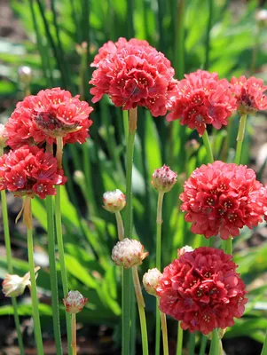 Армерия можжевелолистная New Zealand Form (Armeria juniperifolia New  Zealand Form)