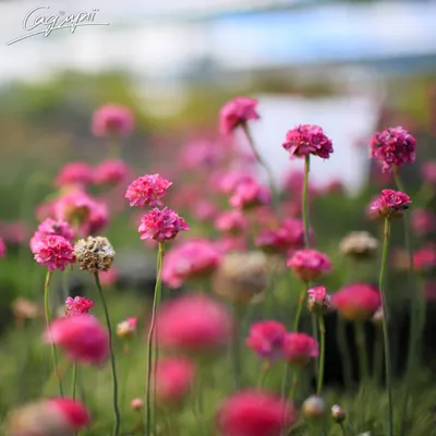 Армерия (Armeria)