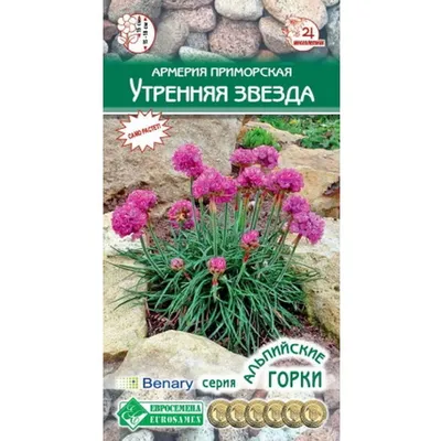 купить Армерия Монинг стар Дип роуз в Санкт-Петербурге Лисий Нос Холмистая  улица Лахат Приморский район Сестрорецк Горская