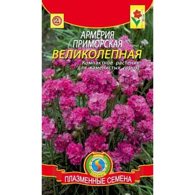 Армерия приморская (Armeria maritima 'Splendens') - купить саженцы в Минске  и Беларуси