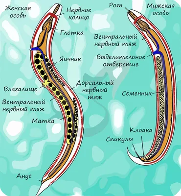 Био_Мозг@bio_darvin ✨ АСКАРИДА ✨ ♻ ЦИКЛ ♻ 📍 Взрослые черви (1) живут в  тонком кишечнике.. | ВКонтакте