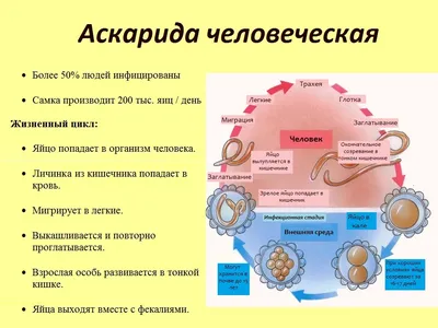 Класс нематоды, подготовка к ЕГЭ по биологии