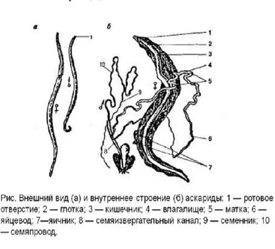 Купить Аскаридоз, энтеробиоз (острицы, аскариды) ПЦК Гринсет в Полтаве от  компании \"Фитопродукт\" - 1193462108