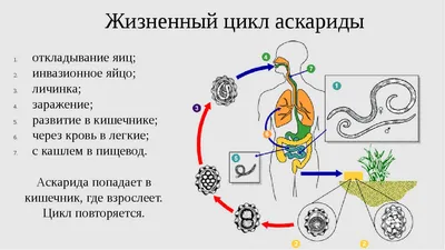 Фантастические твари и где они обитают. Аскариды - часть 2 | Пикабу