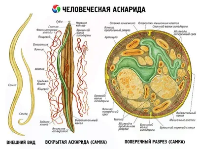 Человеческие аскариды: размеры, внутреннее строение, как дышат и чем  питаются