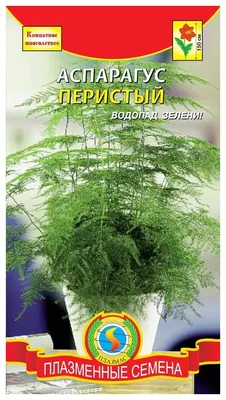 Аспарагус Тончайший от 856 рублей, доставка