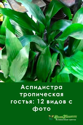 Букет из гентиан и аспидистра – купить в Москве и Московской области –  Городская База Цветов