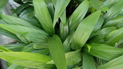 Аспидистра (Aspidistra) - домашний перфекционист: уход, фото, виды | Сад и  огород / 1ogorod.ru | Дзен