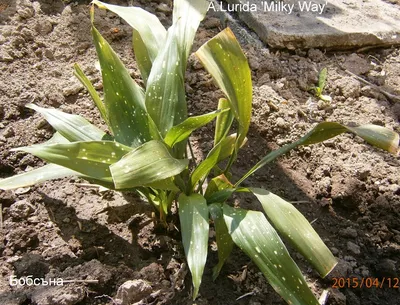 MW0735056, Aspidistra phanluongii, type specimen