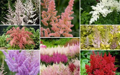 Astilbe arendsii 'Astary Light Pink', Астильба Арендса 'Астари Лайт  Пинк'|landshaft.info