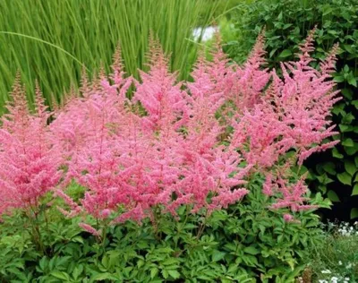 Астильба красная. (Astilbe) купить в интернет-магазине ЦВІТСАД с доставкой  по Украине