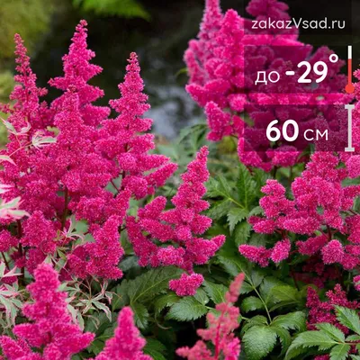 Астильба китайская \"Хат энд Соул\" Astilbe chinensis 'Heart and Soul' -  купить саженцы в Минске и Беларуси