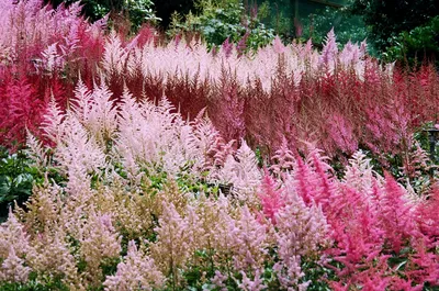 Астильба японская Rheinland - Астильба - GardenPlants