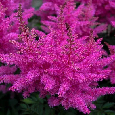 Астильбы (Astilbe) в моём саду. | Садовые затеи | Дзен