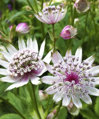 Астранция 'Ruby cloud' (Astrantia maj. 'Ruby Cloud')