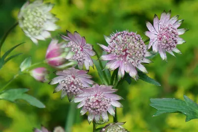 Астранция большая Pink Pride - Астранция - GardenPlants