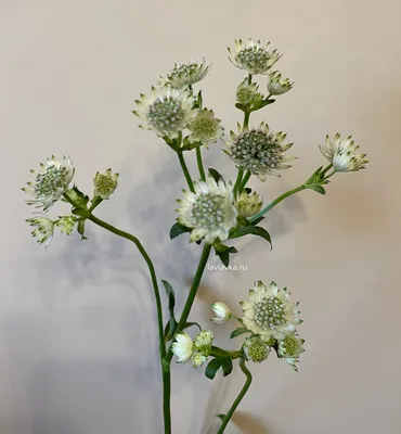 Астранция большая Ruby Wedding Astrantia major Ruby Wedding - купить сорт в  питомнике, саженцы в Санкт-Петербурге