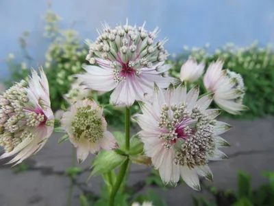 Астранция 'Rosensinfonie' (Astrantia 'Rosensinfonie')