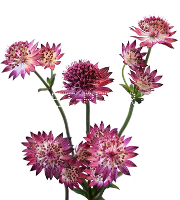 Астранция крупная 'Midnight Owl' (Astrantia maj. 'Midnight Owl')