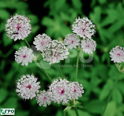 Астранция крупная (Astrantia major) купить в blumgarden.ru