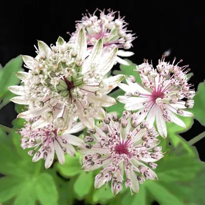 Астранция (Astrantia). Описание, выращивание, посадка и уход | flokus.ru -  ландшафтный дизайн