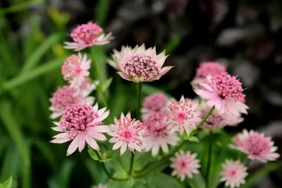 Астранция баварская - Астранция - GardenPlants