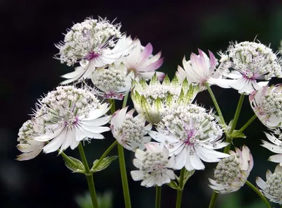 Астранция крупная Бакленд: купить в Москве саженцы Astrantia major Buckland  в питомнике «Медра»