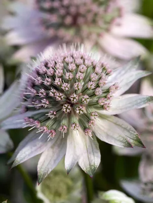 Астранция наибольшая Розея (Astrantia maxima Rosea)