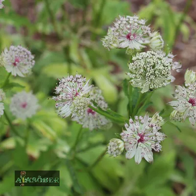 Астранция крупная (Astrantia major) Rubra • ЦВЕТЫ и КУСТЫ