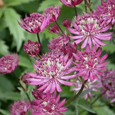 Астранция крупная (Astrantia major) купить в blumgarden.ru