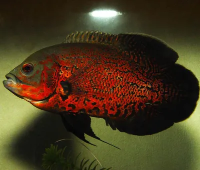 Астронотус красный - Astronotus ocellatus [red] (M)