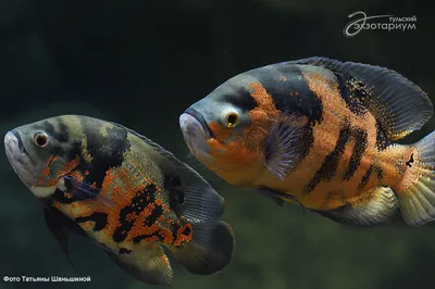 Астронотус тигровый (Astronotus ocellatus var.) 7-8 см