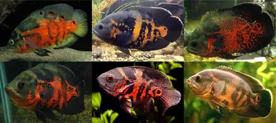 Астронотус тигровый Astronotus ocellatus tiger 12-13 см ( Цихлида-оскар,  Астронотус глазчатый ) (ID#1393082301), цена: 250 ₴, купить на Prom.ua