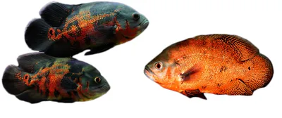 Datei:Astronotus ocellatus.jpg – Wikipedia