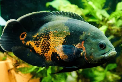 Астронотус или Цихлида Оскар (Astronotus ocellatus)