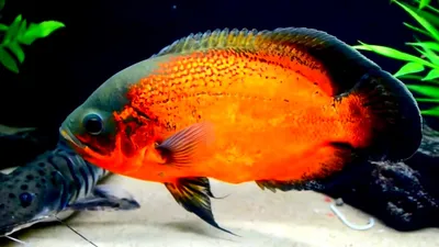 Астронотус красный Оскар Astronotus ocellatus / Цихлиды / Аквариумные рыбки  / КАТАЛОГ ТОВАРОВ / Аквадом - зоомагазин